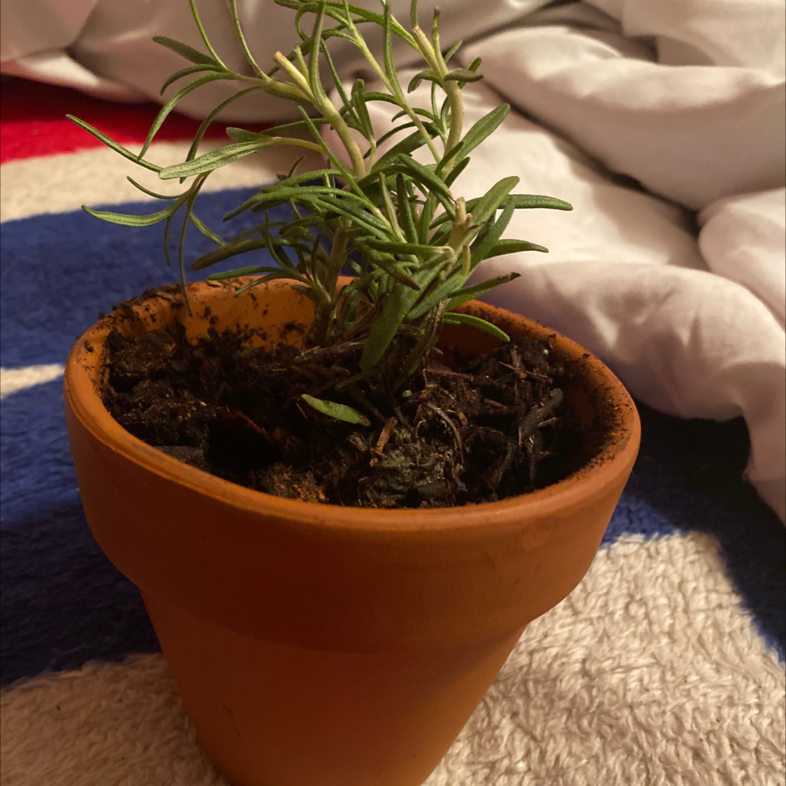 Potted rosemary plant with green needle-like leaves, soil visible.