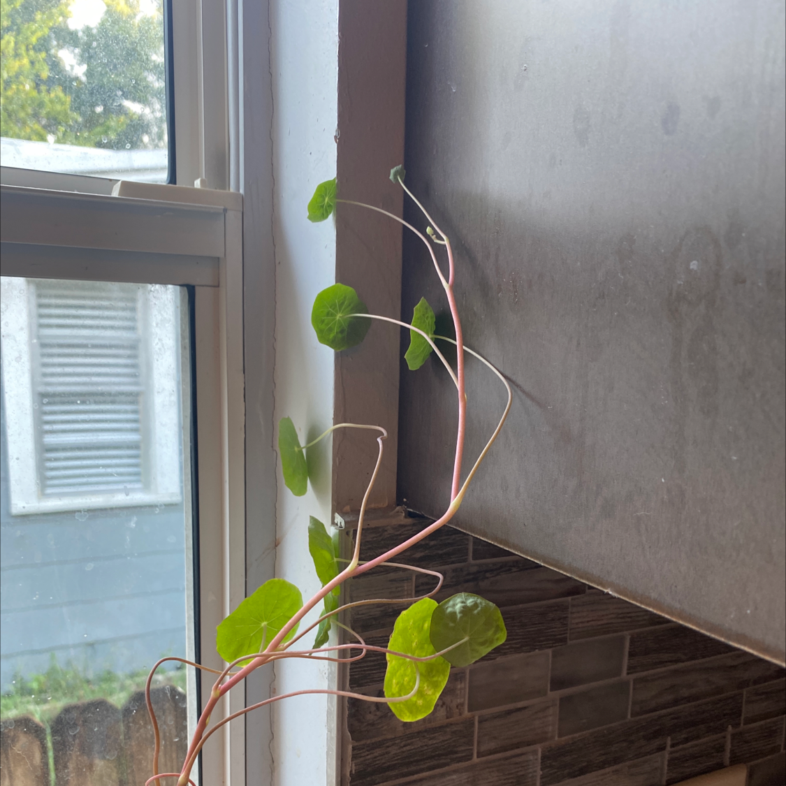Garden Nasturtium plant with green leaves and long stems near a window indoors.