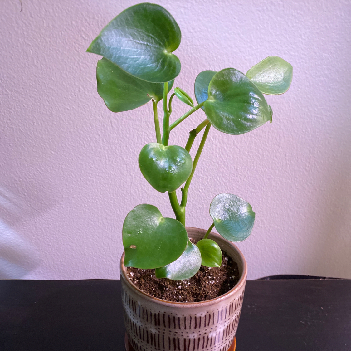 Raindrop Peperomia Is Not Toxic To Cats 🐈