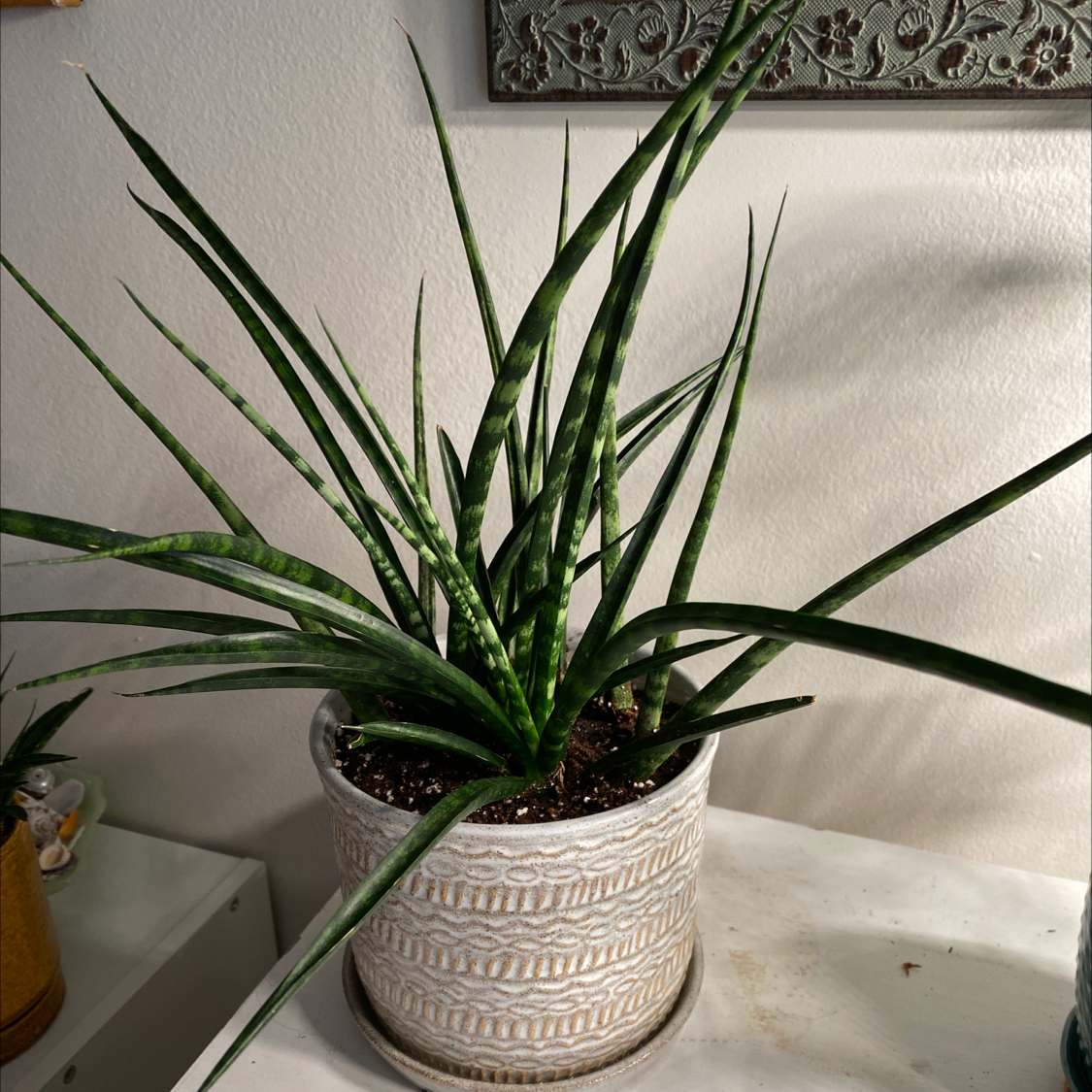 Dracaena 'Mikado' plant in a decorative pot with healthy green leaves.