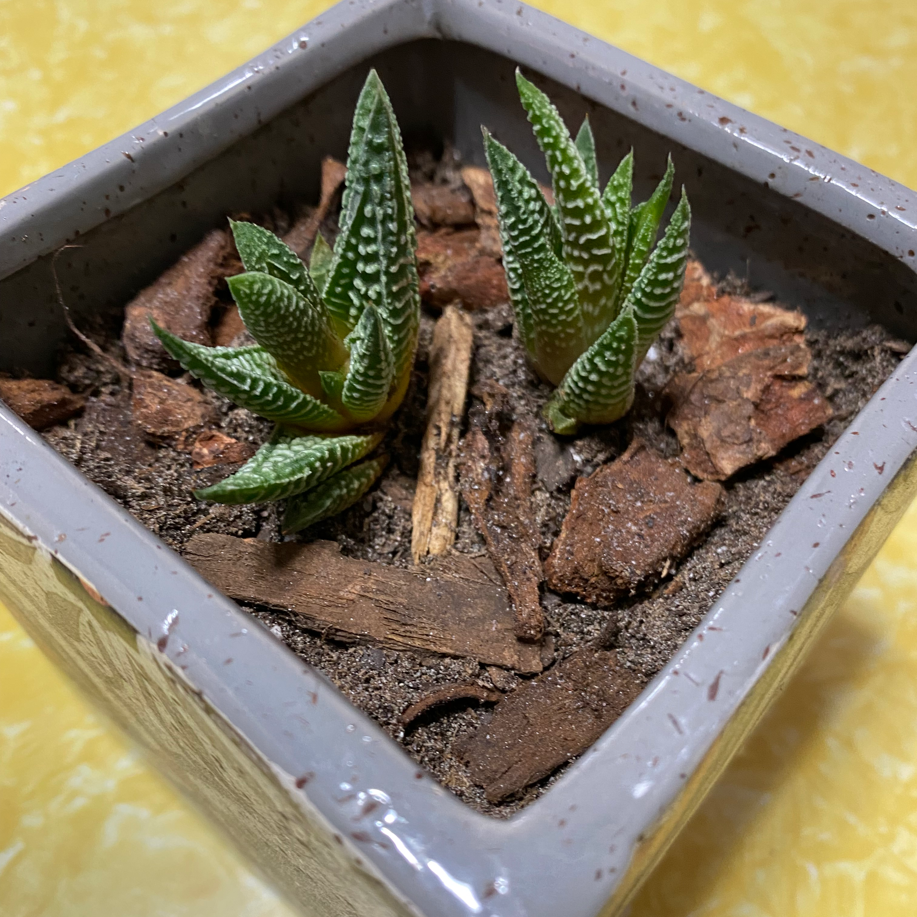 Close-up of a healthy Haworthia limifolia succulent plant with spiky green leaves growing in a gray pot filled with soil.