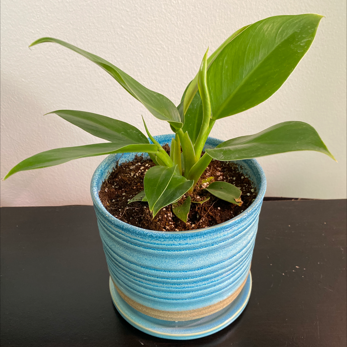 Philodendron 'Imperial Green' plant in a blue pot with healthy green leaves.