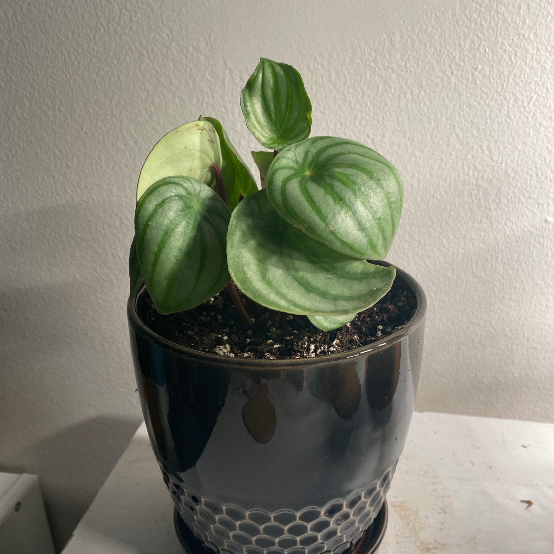 Healthy Watermelon Peperomia plant in a pot with vibrant leaves.