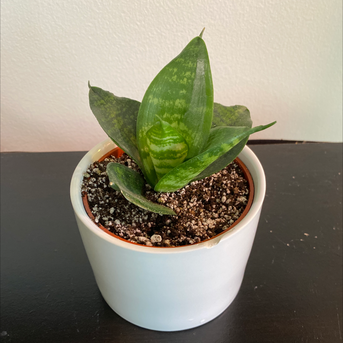 Forest Star Snake Plant in a white pot with visible soil, healthy green leaves.