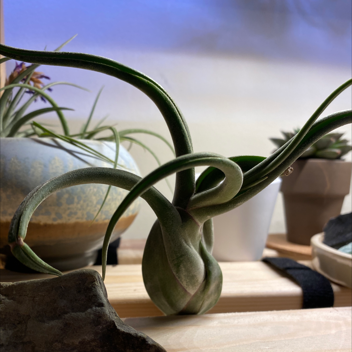 Medusa Head Air Plant with twisting leaves, surrounded by other potted plants.