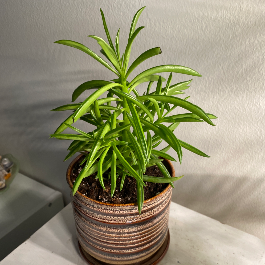 Healthy Pincushion Peperomia plant in a pot with green leaves and visible soil.