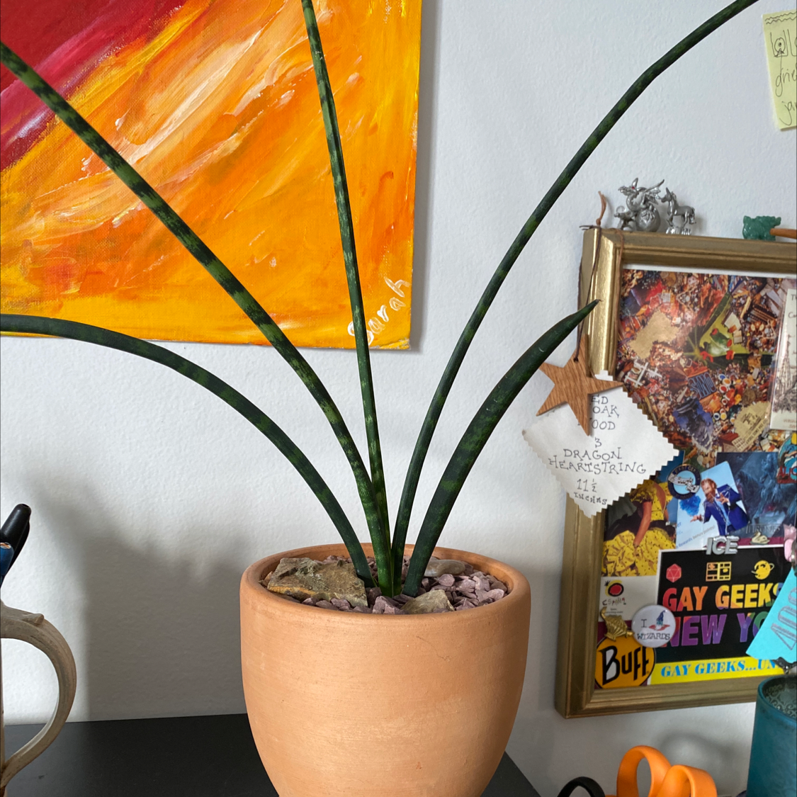 Photo of the plant species Dracaena 'Mikado' by @raquelitaque named Dracaena 'Fernwood' on Greg, the plant care app