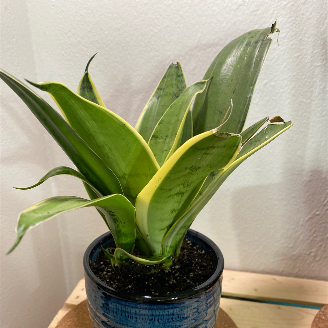 Sansevieria Night Owl plant in a blue pot with some browning on the leaves.