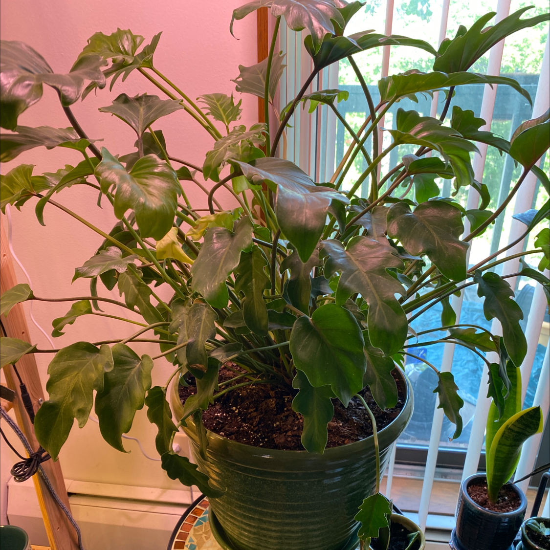 Philodendron Xanadu plant in a pot near a window, healthy green leaves.