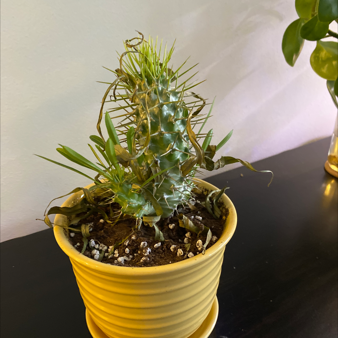 Madagascar Palm in a yellow pot with some browning and curling leaves.