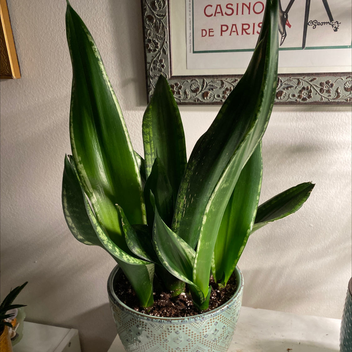 Personalized Sansevieria Silver Flame Care Water Light Nutrients Greg App