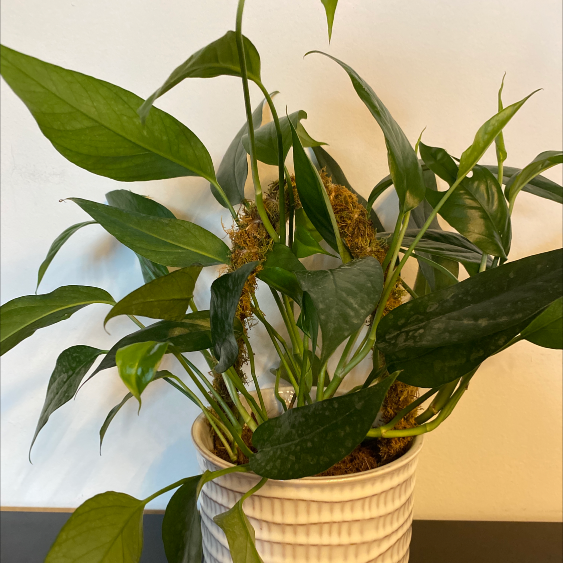 Healthy Baltic Blue Pothos plant in a white pot with vibrant green leaves.