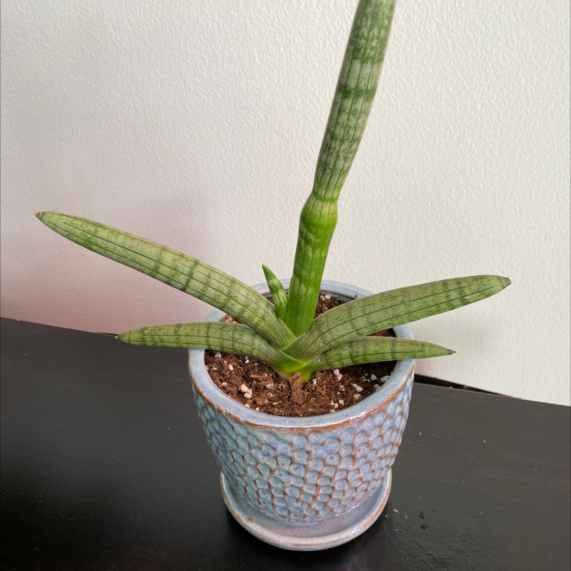 Starfish Snake Plant in a pot with healthy green leaves.