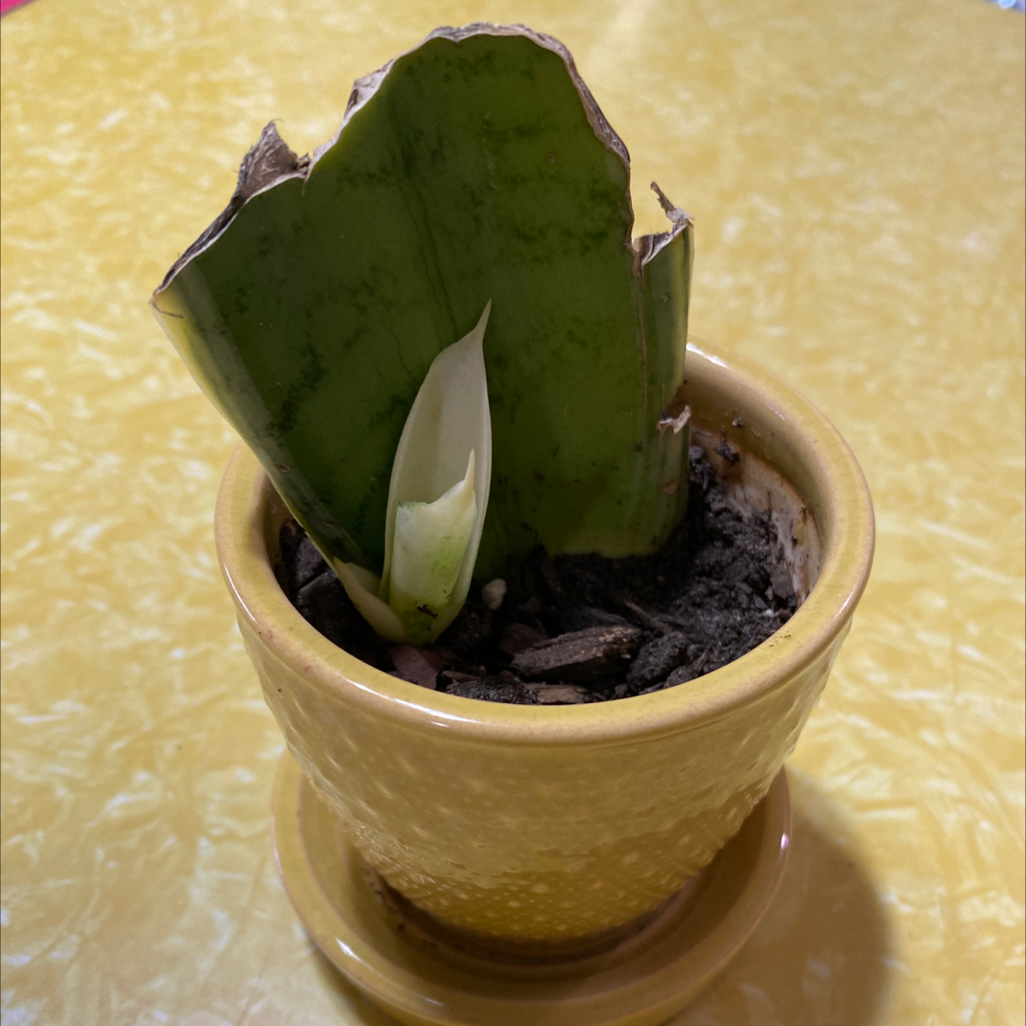 Sansevieria Night Owl plant in a yellow pot with a damaged leaf and a new shoot emerging.