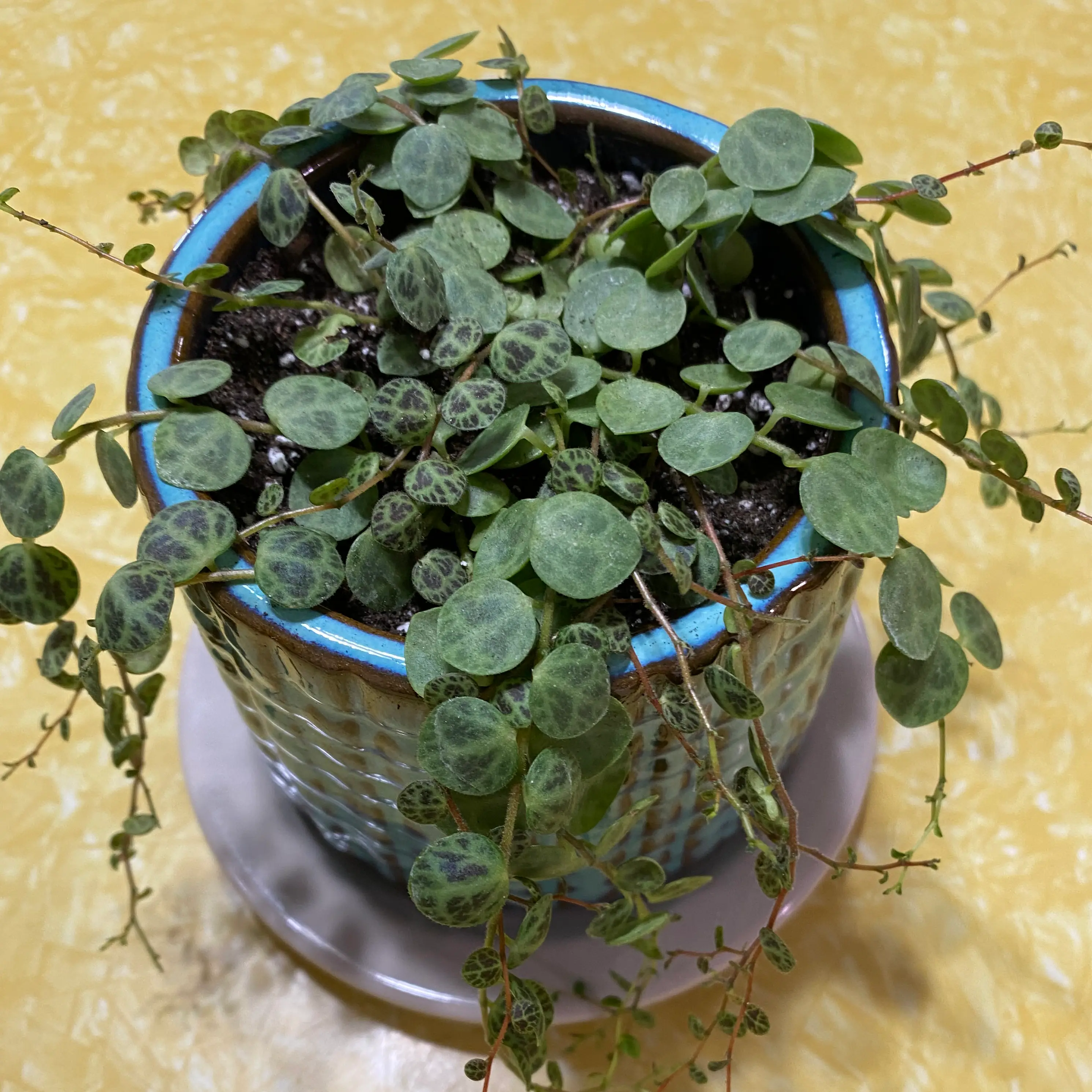 String of Turtles plant in a blue pot with vibrant, patterned leaves.