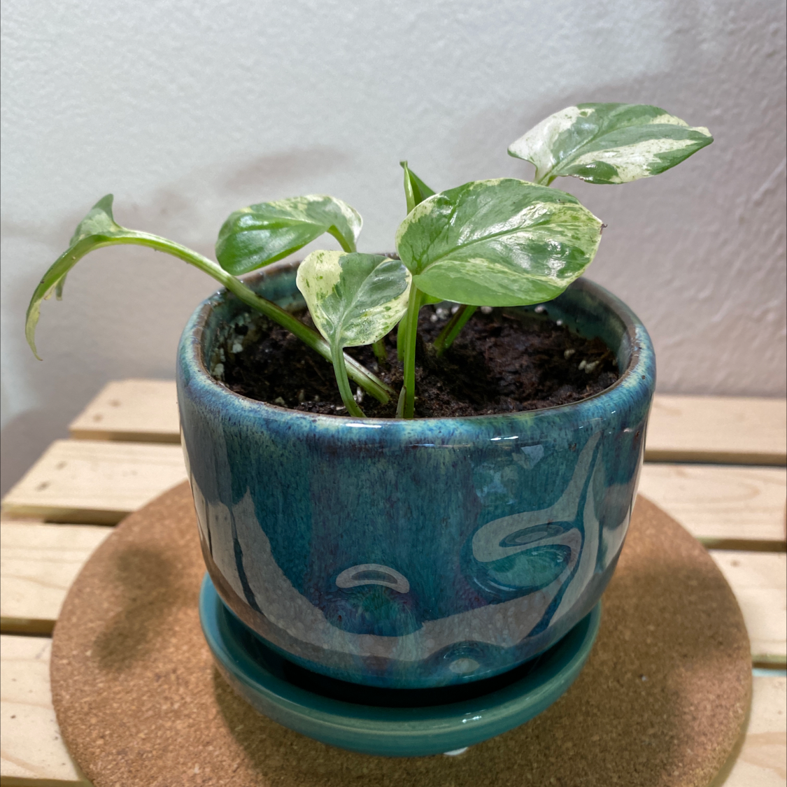 Pearls and Jade Pothos plant in a blue ceramic pot with visible soil.