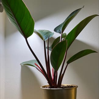 Philodendron 'Red Congo' plant in West Saint Paul, Minnesota