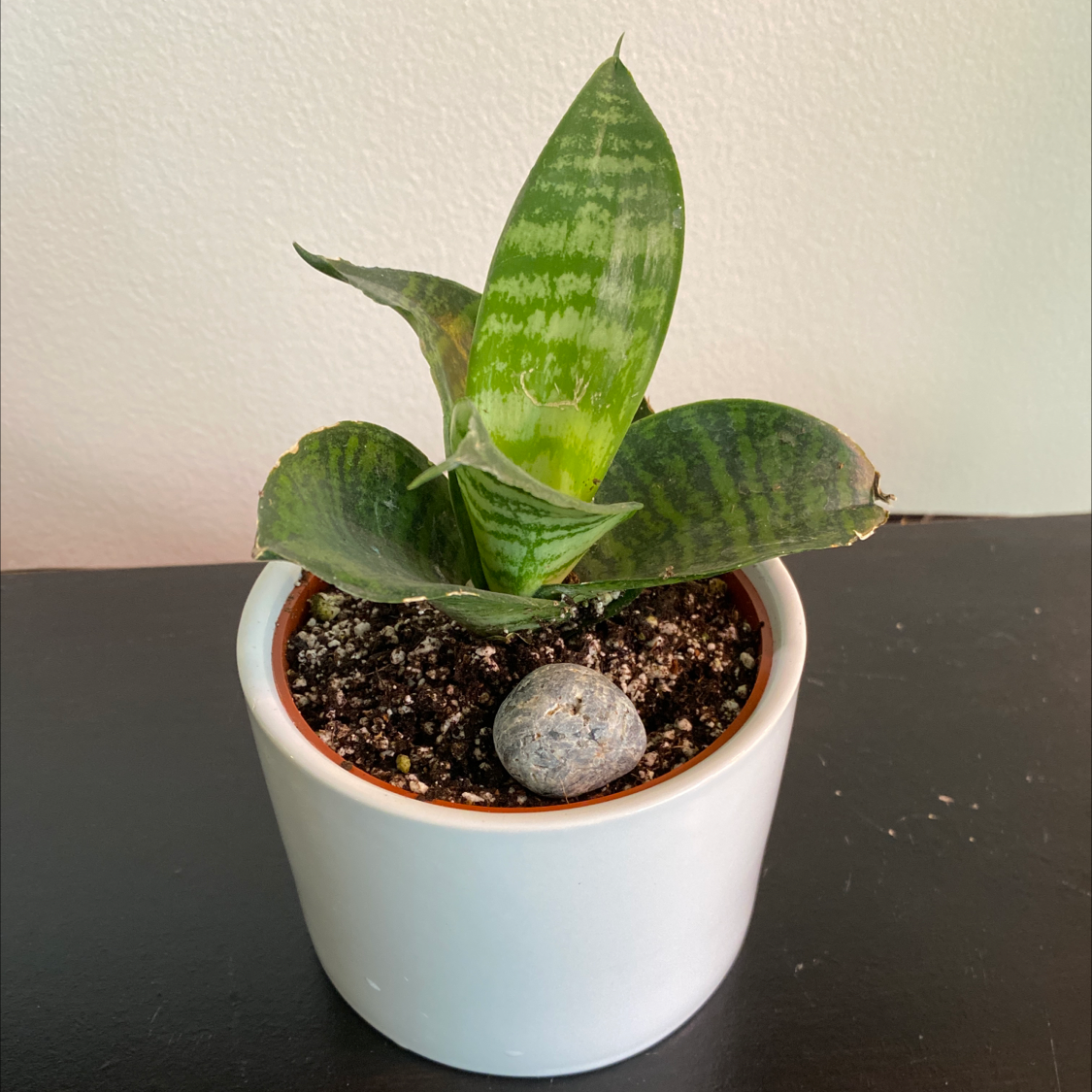 Forest Star Snake Plant in a white pot with visible soil and healthy green leaves.