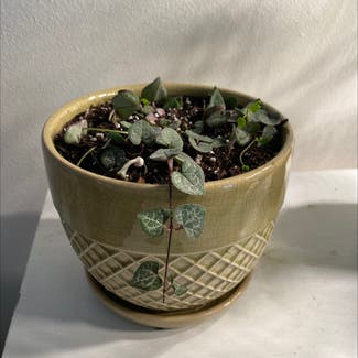 String of Hearts plant in West Saint Paul, Minnesota