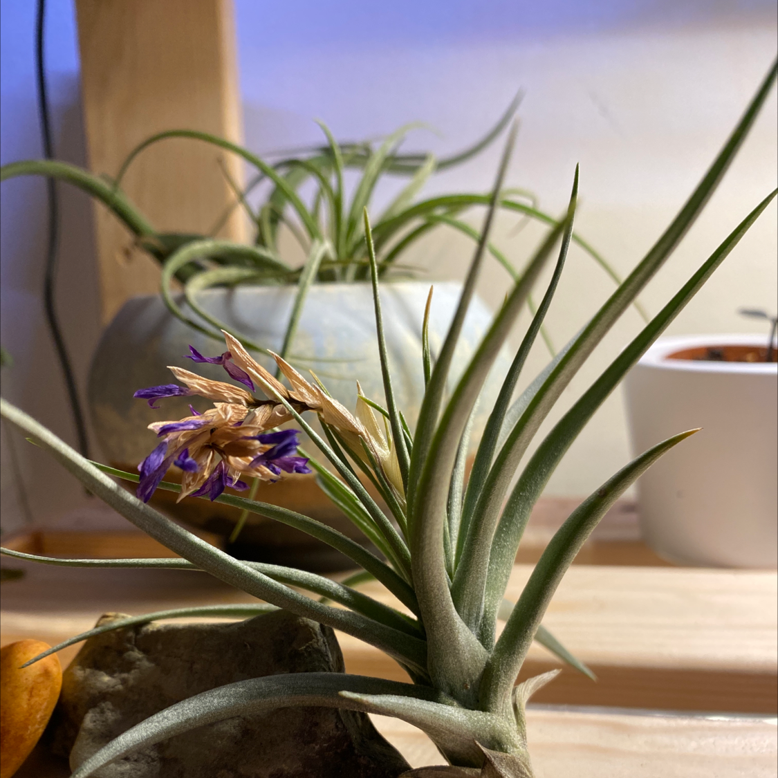 Pink Quill Plant (Tillandsia cyanea) with pink bract and purple flowers, another plant and pot in background.