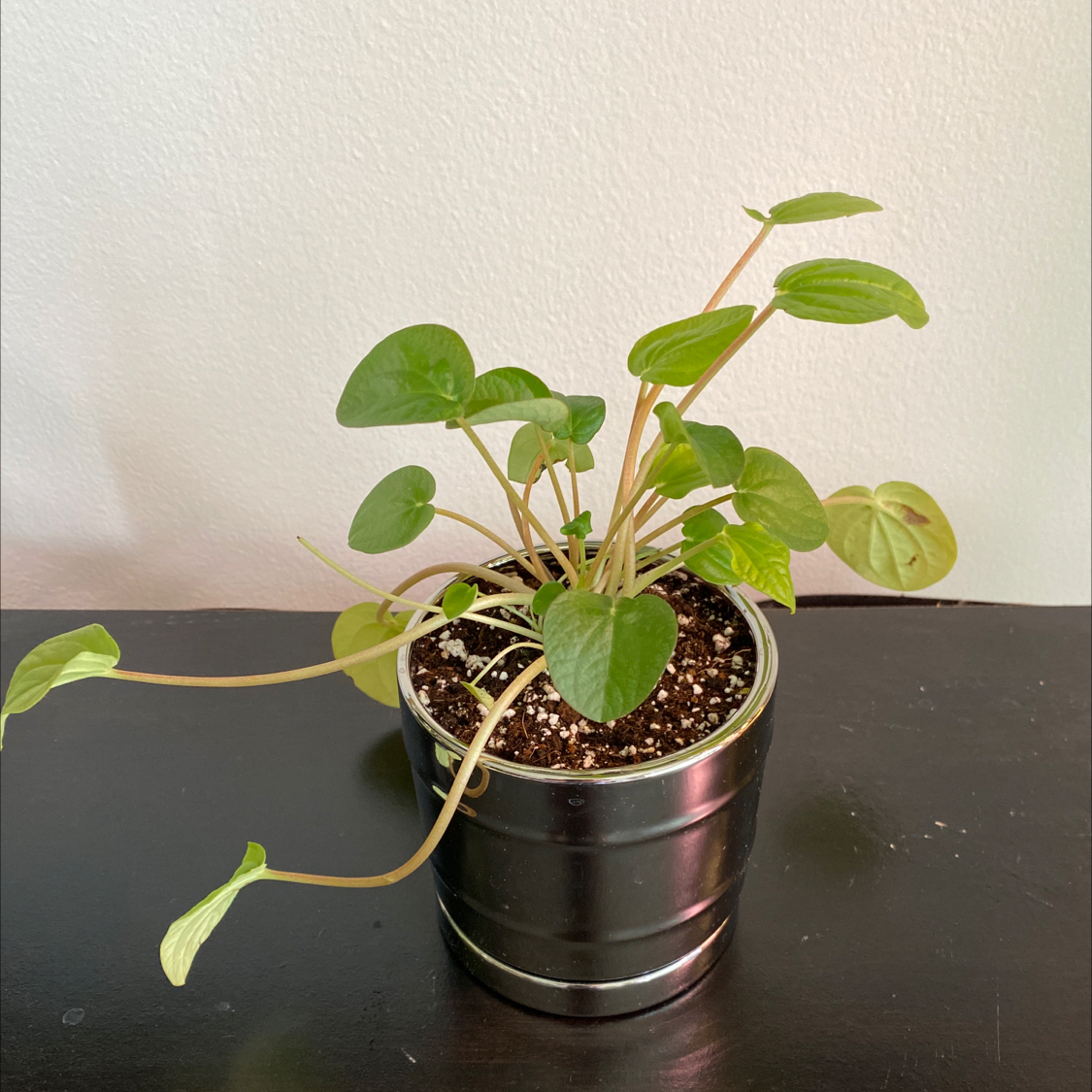 Rana Verde Peperomia plant in a small pot with visible soil, healthy green leaves.