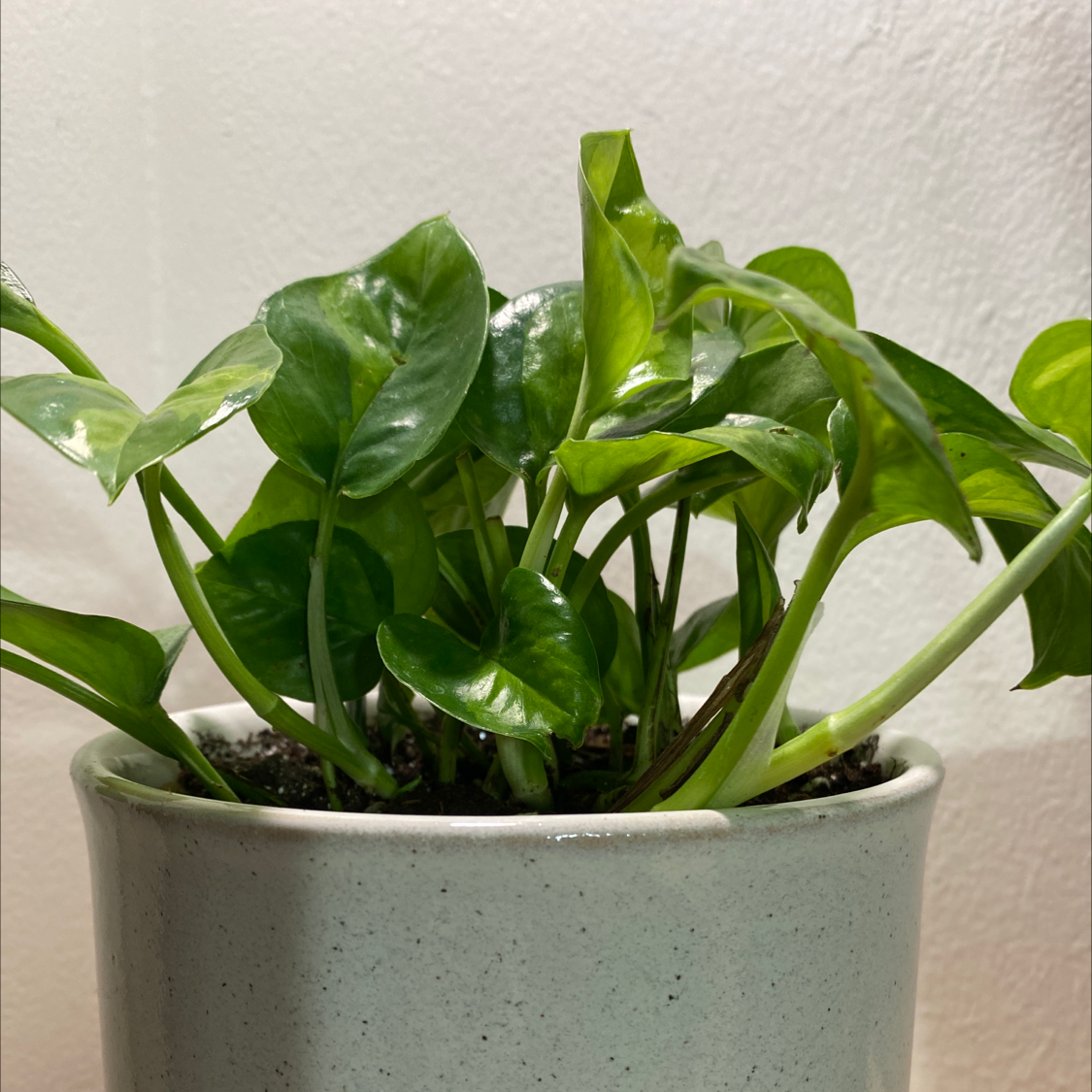 Potted Global Green Pothos plant with healthy green leaves.