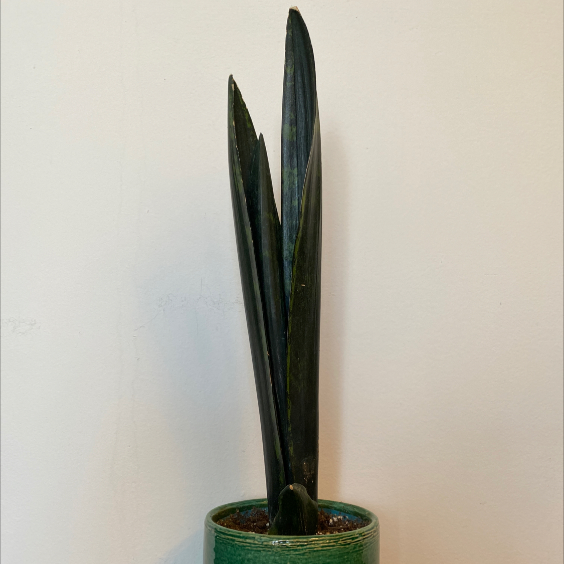 Plant care for Canaliculate Snake Plant on Greg, the plant care app