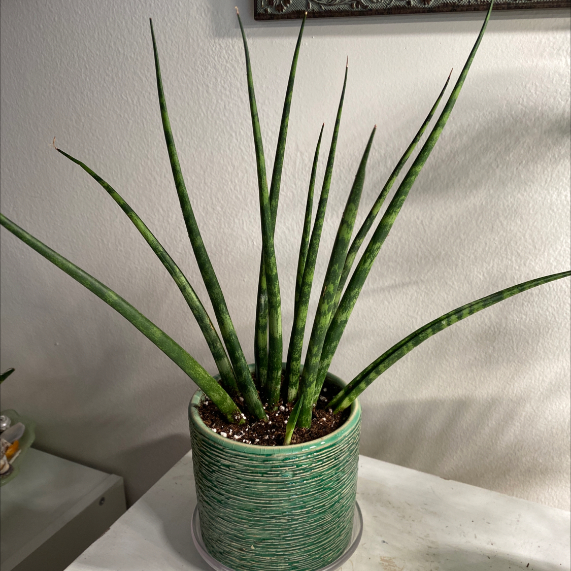 Dracaena 'Mikado' plant in a green pot with upright, green leaves.