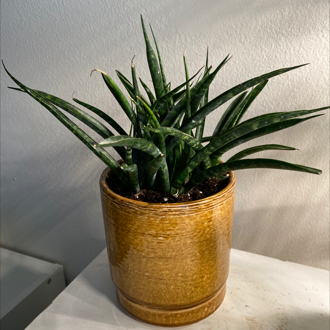 Dracaena 'Mikado' plant in a brown pot with healthy green leaves.