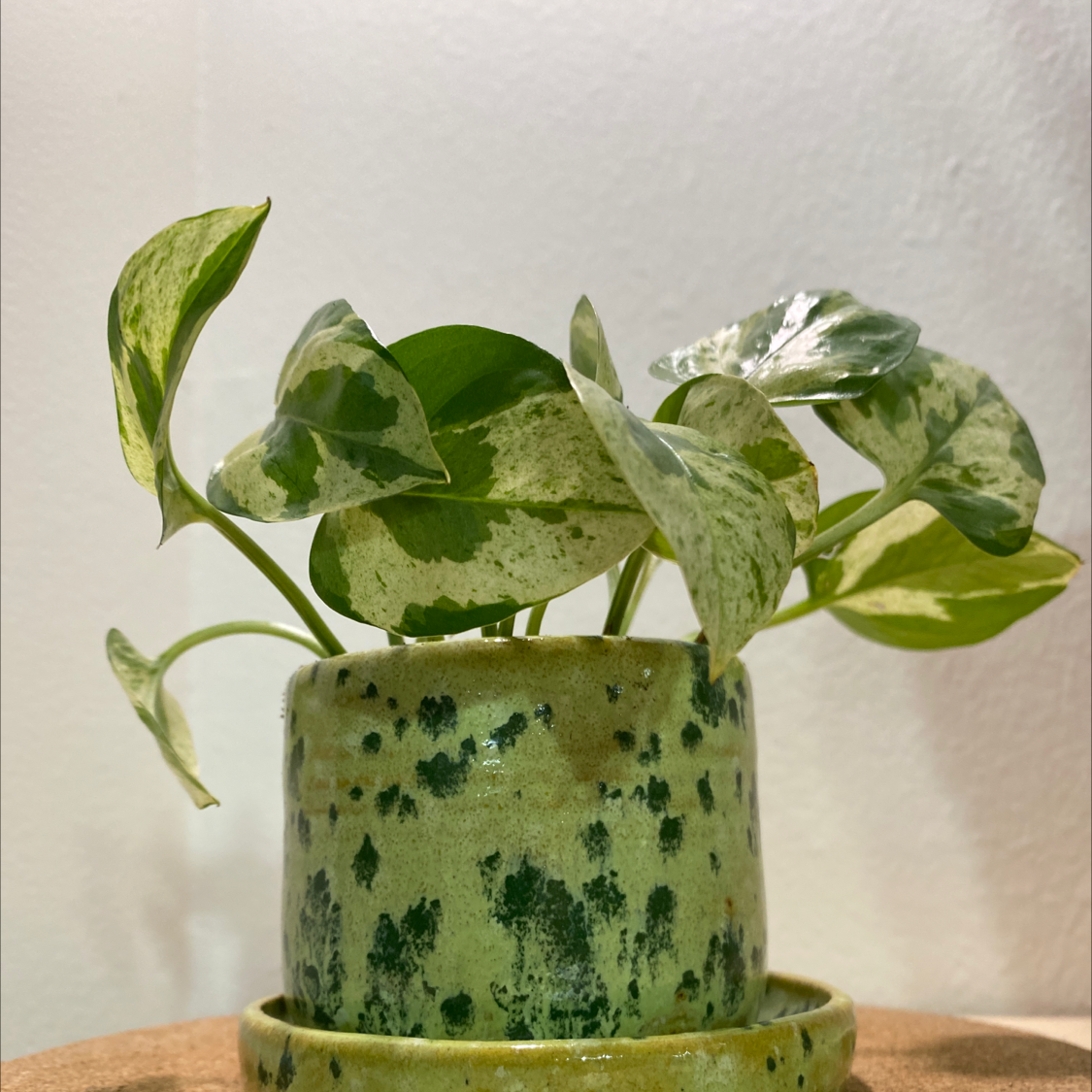 Pearls and Jade Pothos plant in a green, patterned pot with variegated leaves.