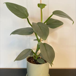 Silver Sword Philodendron plant in West Saint Paul, Minnesota