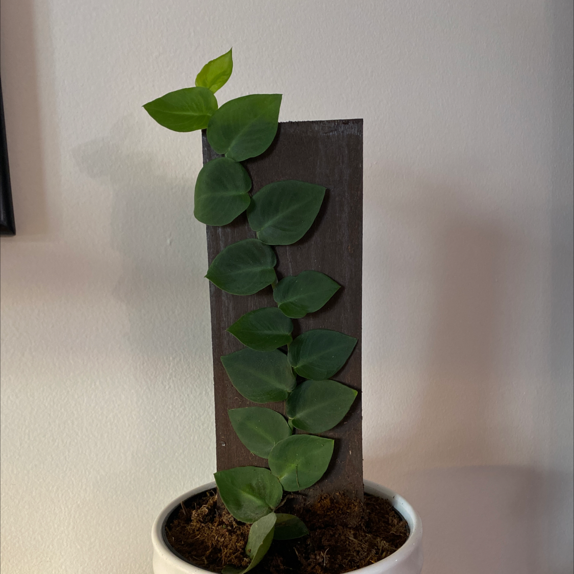 Rhaphidophora hayi plant climbing a wooden plank, healthy green leaves, well-framed.