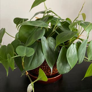 Heartleaf Philodendron plant in West Saint Paul, Minnesota