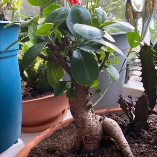 Ficus Ginseng plant in Baltimore, Maryland
