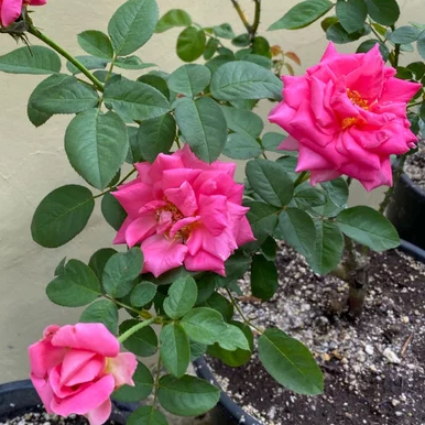 Photo of the plant species Miss All-American Beauty Rose by @Baby_Rocksoe named Cora on Greg, the plant care app