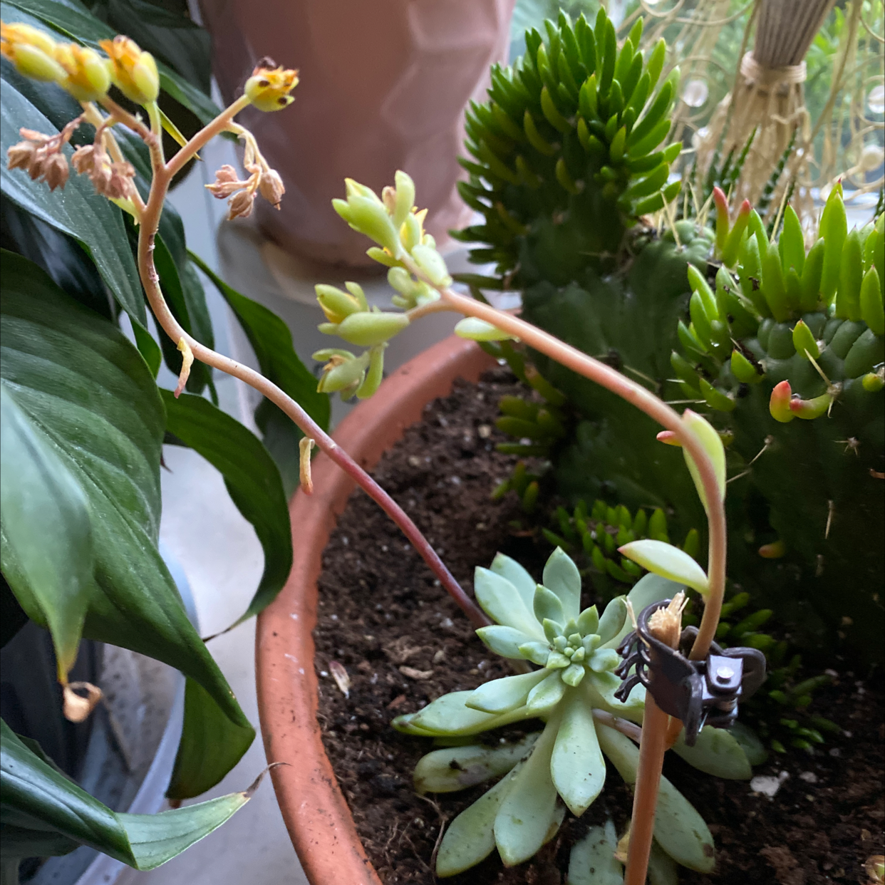 Sedum adolphi 'Golden Glow' plant photo by @Baby_Rocksoe named Saul on Greg, the plant care app.