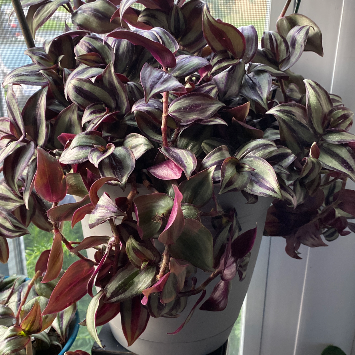 Spiderwort plant photo by @Baby_Rocksoe named Little Tony on Greg, the plant care app.
