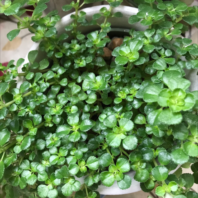 Lush, healthy Pilea Baby Tears plant with dense, bright green foliage in a white ceramic pot, well-framed and in focus.