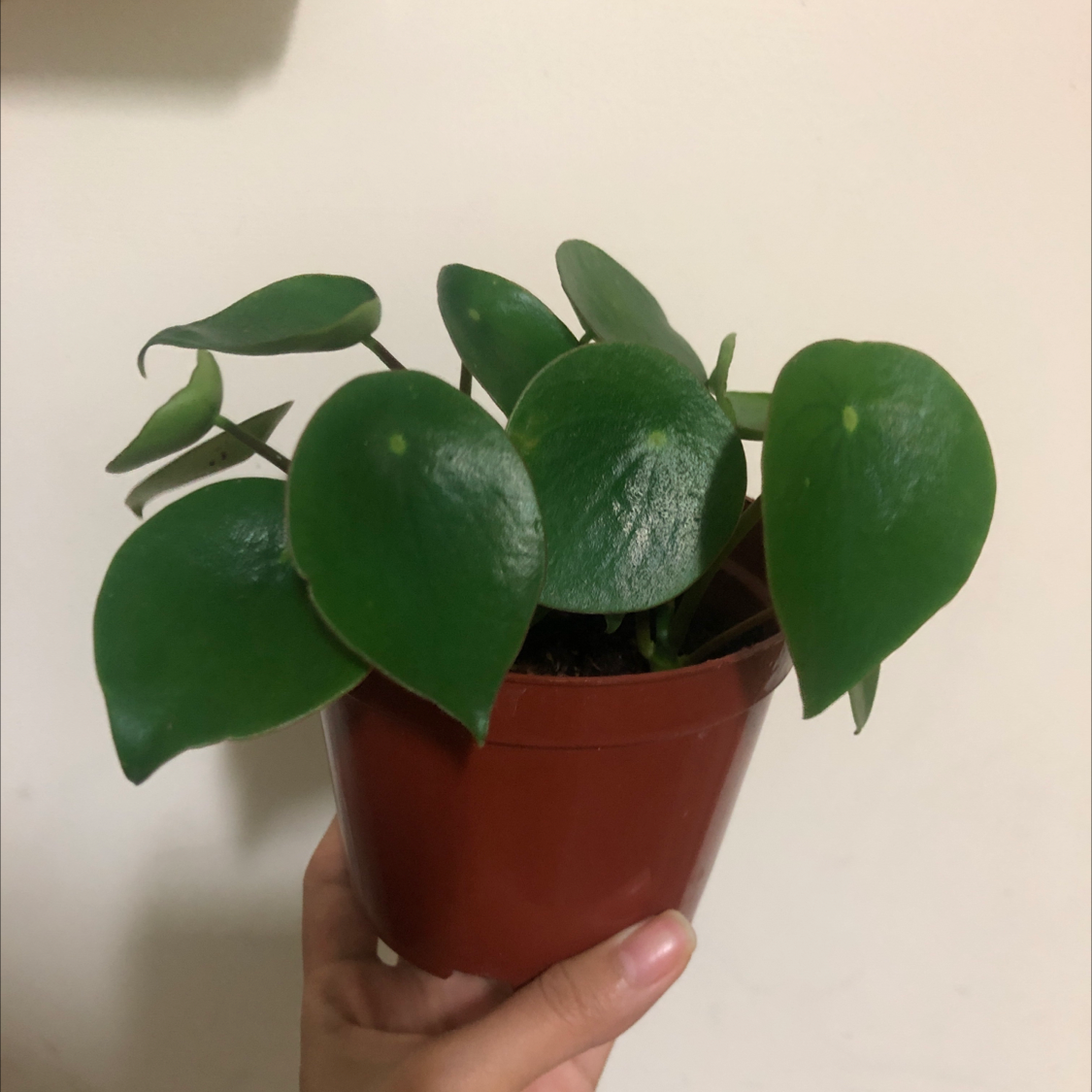 Chinese Money Plant plant photo by @sinsin named Pluto on Greg, the plant care app.