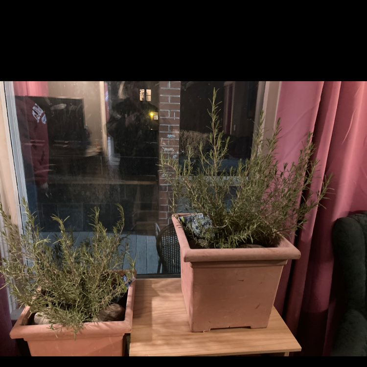 Rosemary plant photo by @MrsCadabra named Rosemary on Greg, the plant care app.