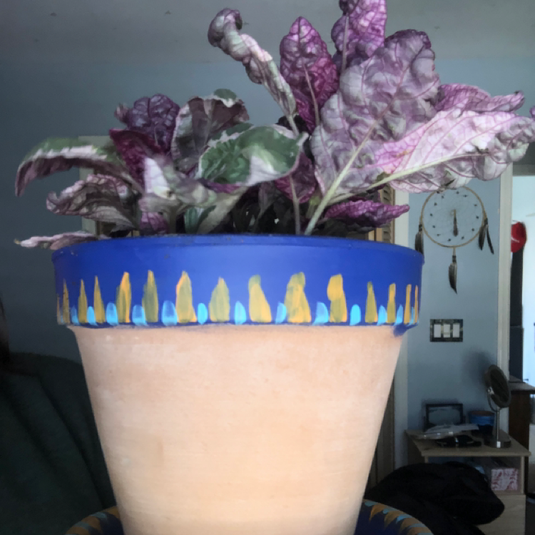 Waffle Plant plant photo by @saysay270 named doug on Greg, the plant care app.
