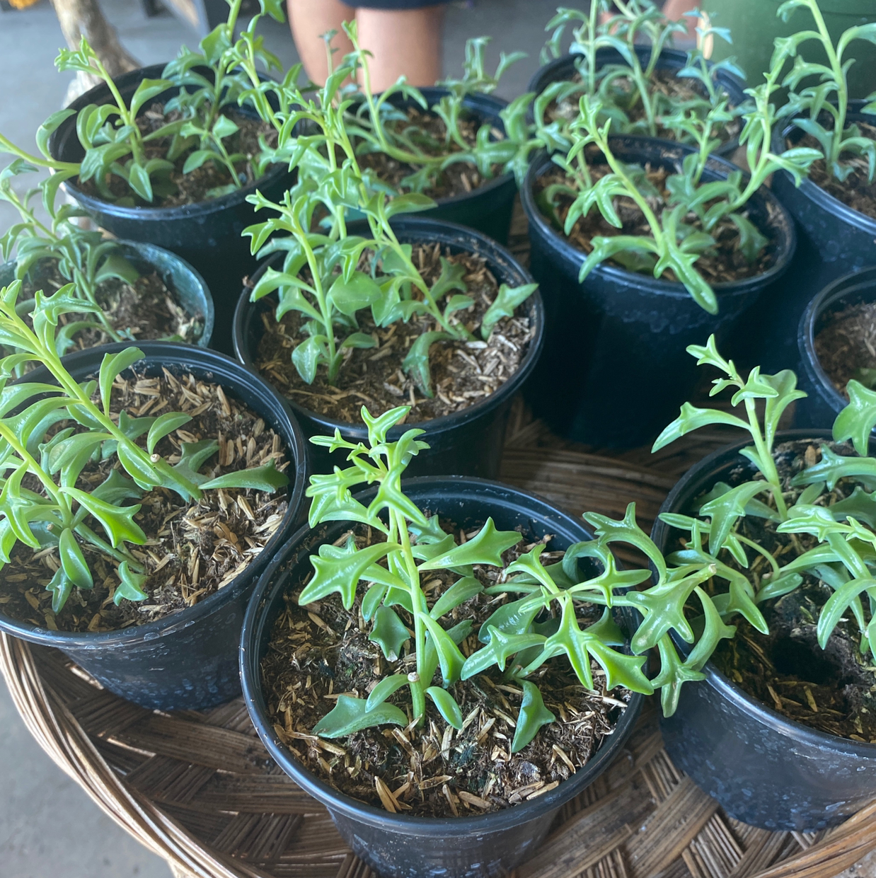 Multiple pots of healthy String of Dolphins plants with visible soil.