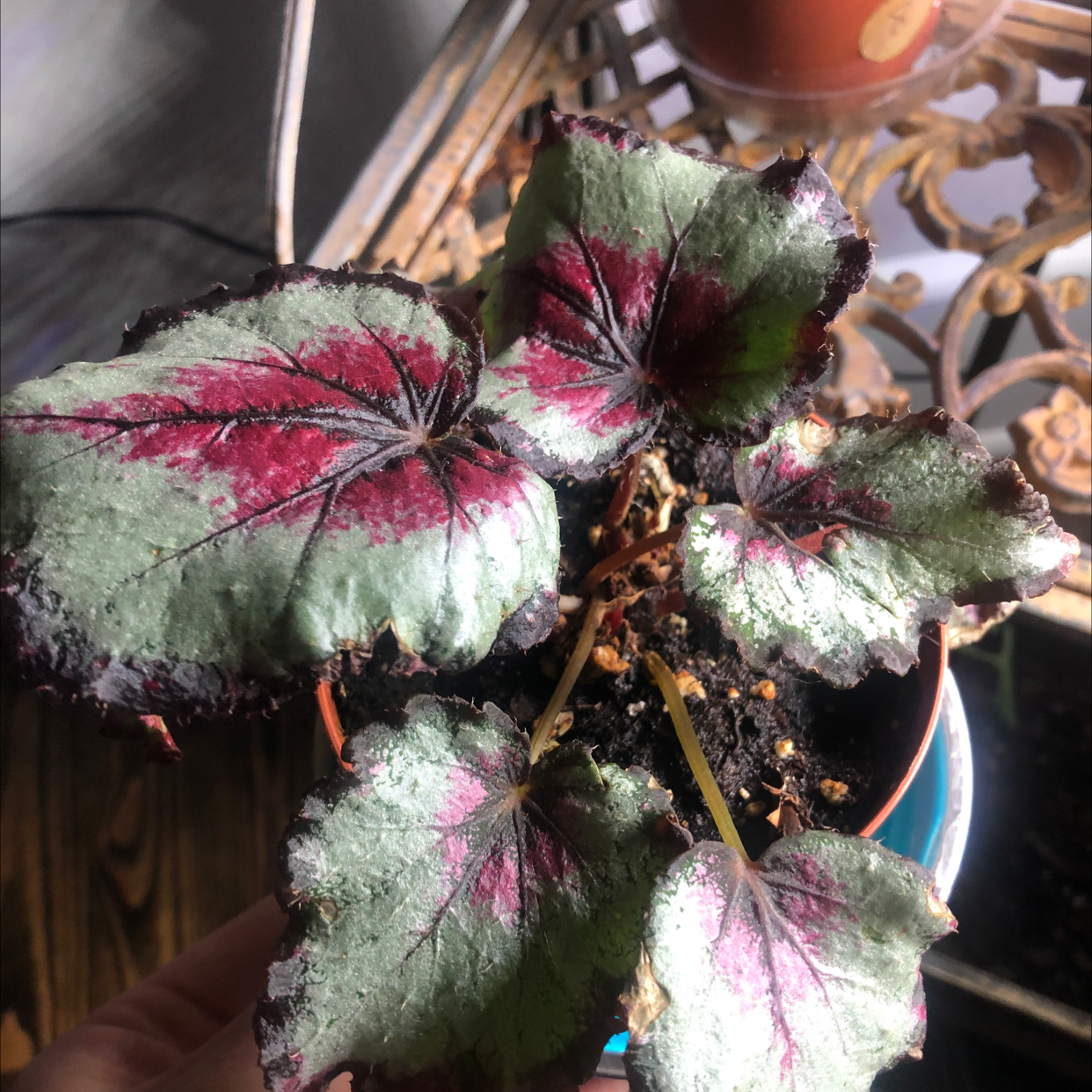 Potted Clubed Begonia with green, red, and dark-edged leaves, showing some browning and soil visible.