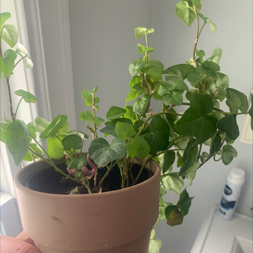 English Ivy plant photo by @missmarysmack named Pinky on Greg, the plant care app.