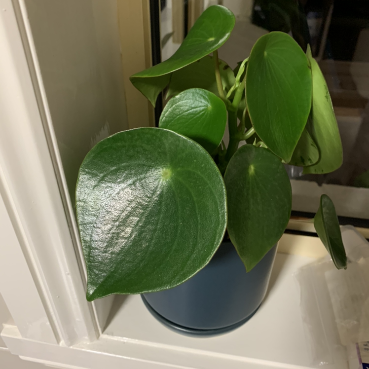 Raindrop Peperomia plant on a windowsill with vibrant green leaves.