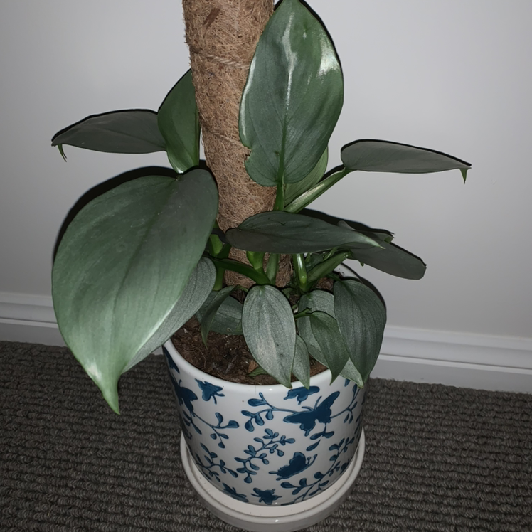 Silver Sword Philodendron in a decorative pot with healthy silvery-green leaves.
