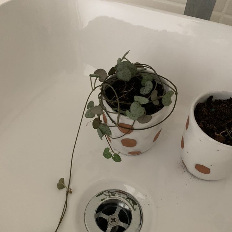 Two potted Chain of Hearts plants with pale, yellowing leaves in dry soil, suggesting plant stress or health issues.
