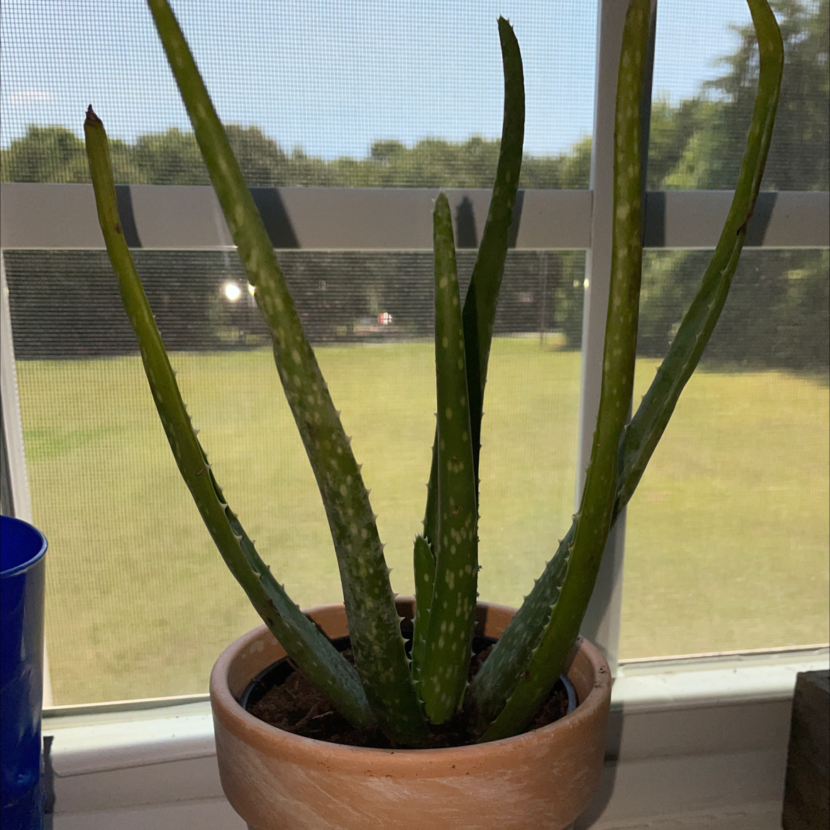 Aloe vera plant photo by @alaynasmith named misty on Greg, the plant care app.