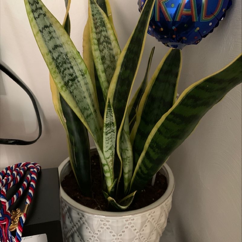 Photo of the plant species Curly Leaf Cactus by Colette named Ulysses S Plant on Greg, the plant care app