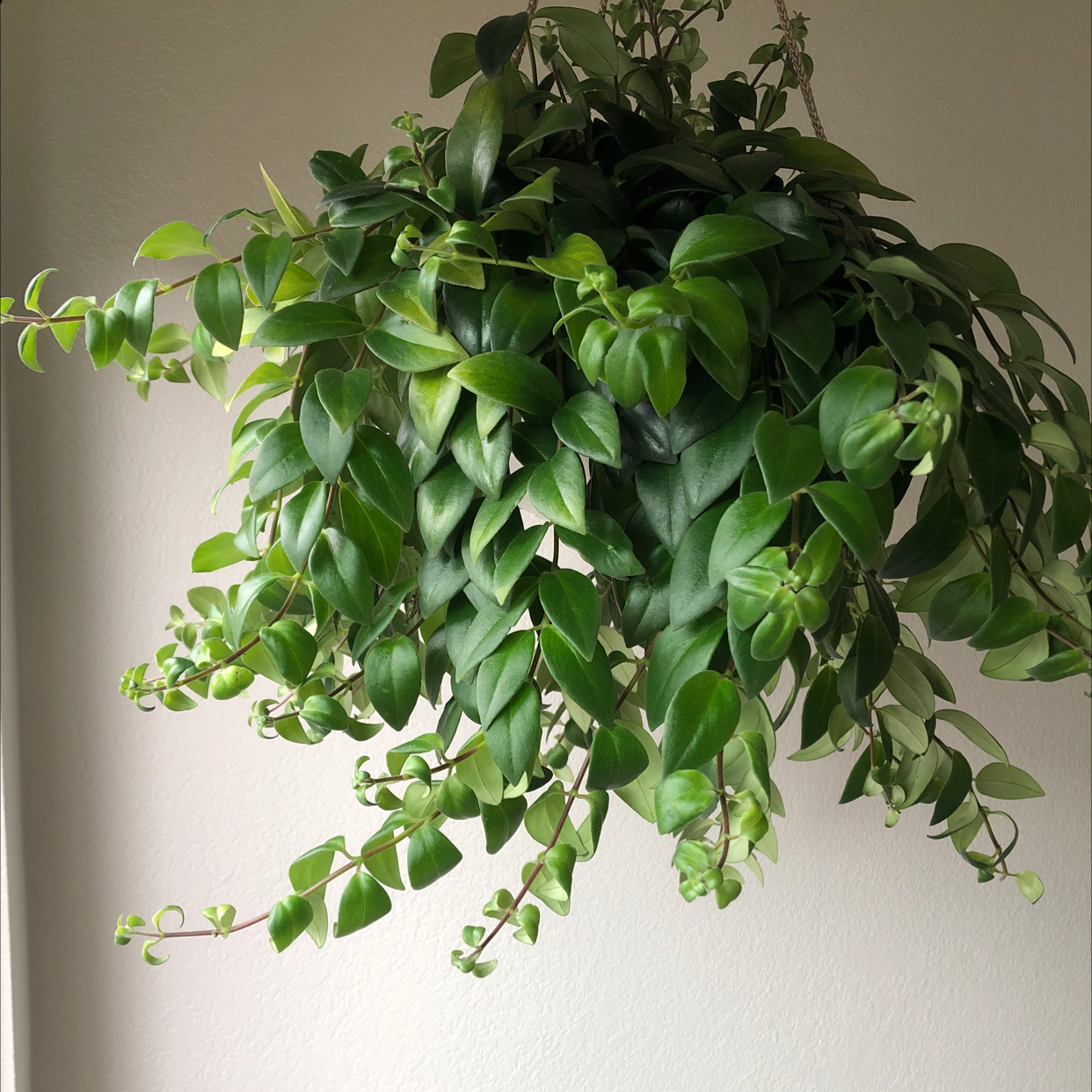 Photo of the plant species Lipstick Vine by @Tuna named Marilyn Monroe on Greg, the plant care app
